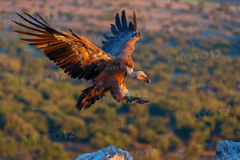 Griffon Vulture, Eurasian Griffon Vulture, Griffon Vulture, Eurasian Griffon, (Gyps fulvu), Vautour fauve, Buitre Leonado, Landing approach, Flight study, Hides De Calera / Valley Hide, Calera Y Chozas, Castilla La Mancha / Toledo, Spain