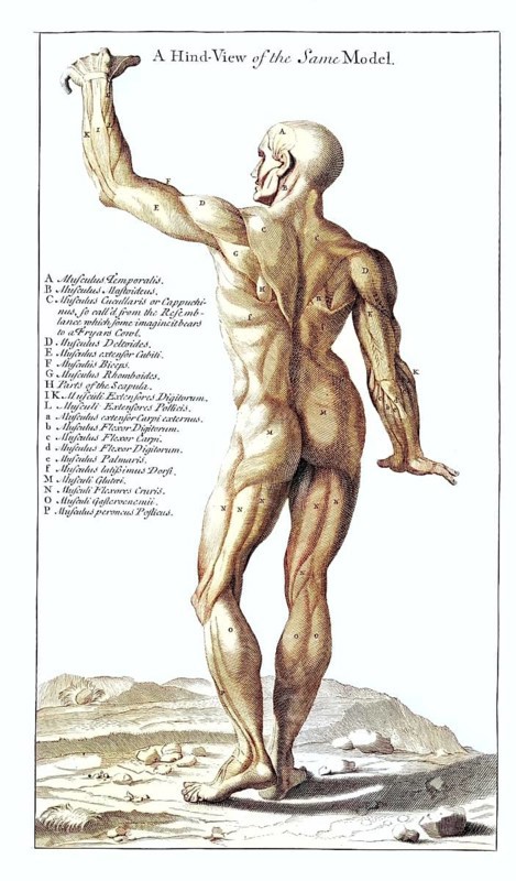 Back view of the Hercules statue in the Palazzo Farnese in Rome, anatomical view, Italy, Detailed anatomical representation of a human back with focus on muscles