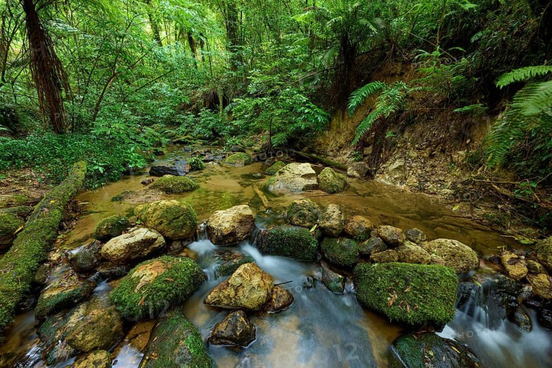 Quiet stream flows through a forest with moss-covered rocks and lush vegetation, Waterfall track, Mclaren Fall Park, Omanawa, North Island, New Zealand