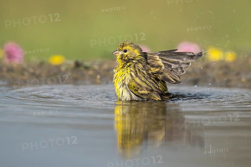 European Serin (Serinus serinus) male bathing, Aosta Valley, Italy