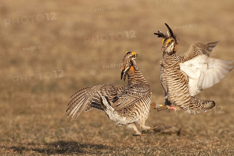 Greater Prairie Chicken (Tympanuchus cupido) male, Wisconsin, USA
