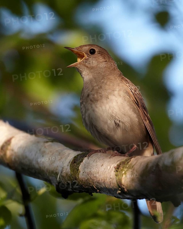 Thrush Nightingale (Luscinia luscinia) singing, Mecklenburg-Western Pomerania, Germany