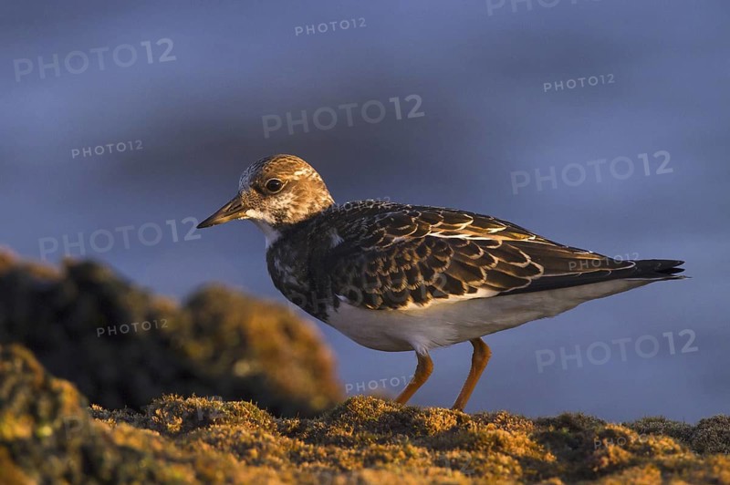 Ruddy Turnstone (Arenaria interpres), Andalusia, Spain