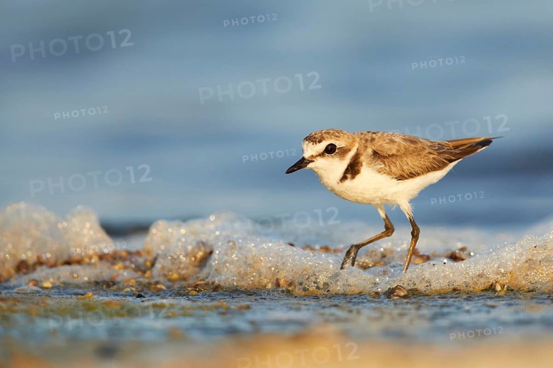 Kentish Plover (Charadrius alexandrinus) on beach, Spain