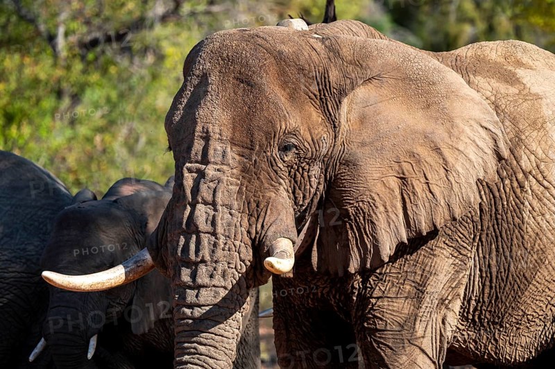 African elephant (Loxodonta africana), desert elephant, riverbed of the Ugab River, Damaraland, Kunene region, Namibia