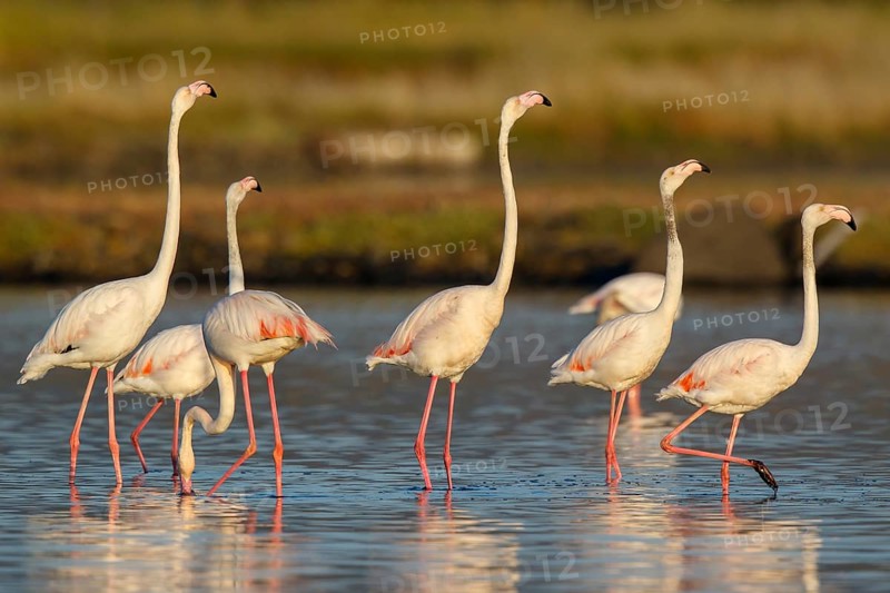 Greater Flamingo (Phoenicopterus roseus) group in shallow water, Lesvos, Greece