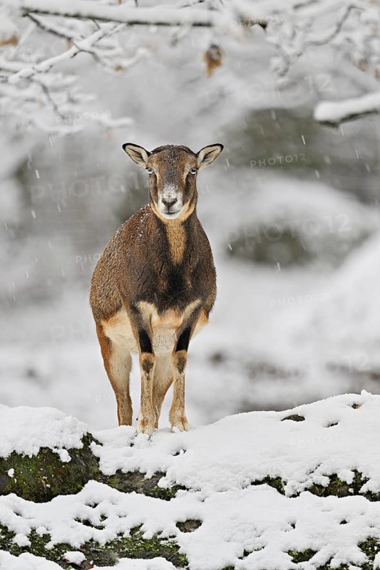 European mouflon (Ovis aries musimon) (Syn.: Ovis orientalis musimon), female standing on snow-covered rock, captive, Switzerland