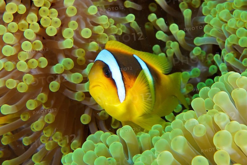 Red sea anemonefish (Amphiprion bicinctus)