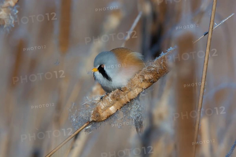 Bearded Reedling (Panurus biarmicus) male feeding on cattail seed, Thuringia, Germany