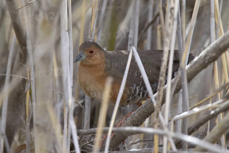 Band-bellied Crake (Porzana paykullii) in reed, Dornod-Aimag, Mongolia