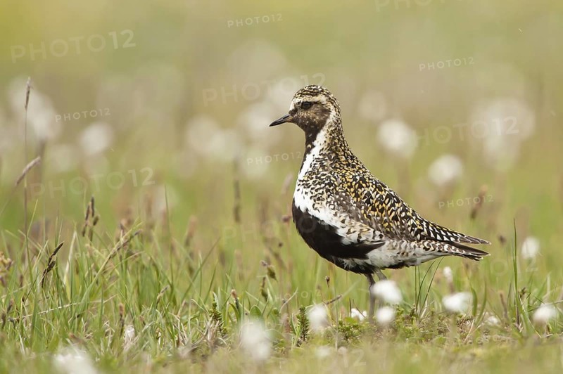 European Golden Plover (Pluvialis apricaria), Iceland