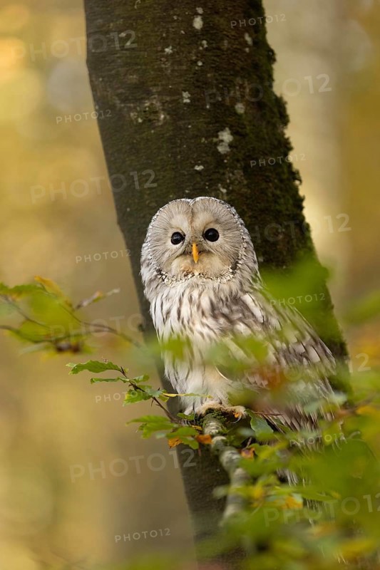 Ural Owl (Strix uralensis) captive, Baden-Wuerttemberg, Germany