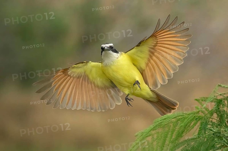 Great Kiskadee (Pitangus sulphuratus) flying, Texas, USA