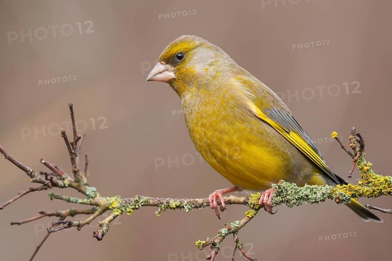 European Greenfinch (Chloris chloris) male perched on a branch, Lower Saxony, Germany