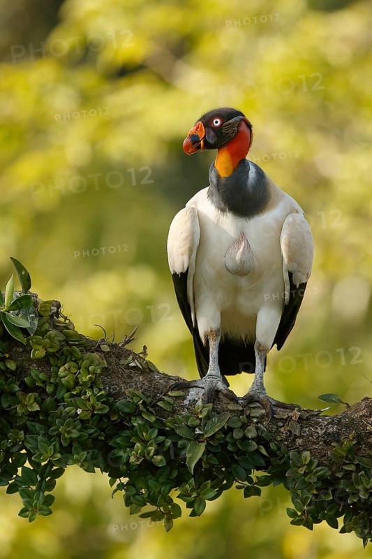 King Vulture (Sarcoramphus papa) perched on a branch, Costa Rica