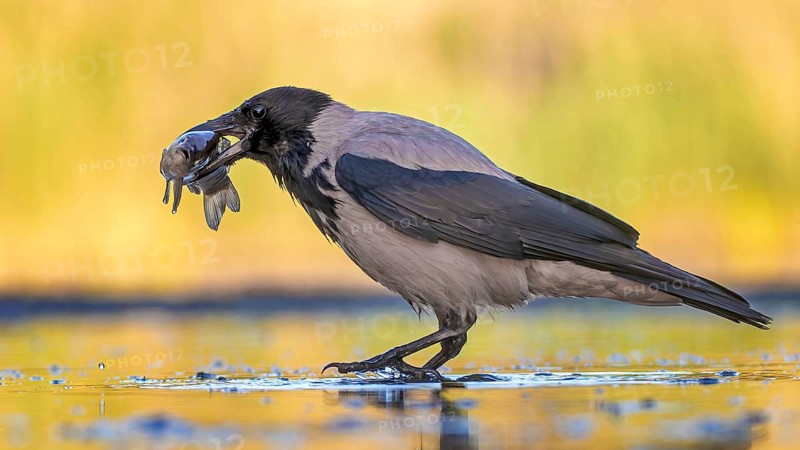 Hooded Crow (Corvus cornix) eating fish, Hungary