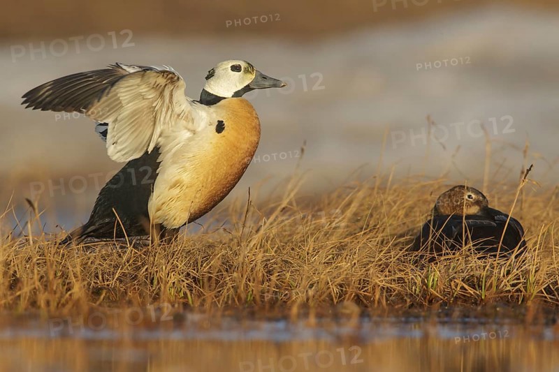 Steller's Eider (Polysticta stelleri) feeding on a small pond on the tundra in Northern Alaska