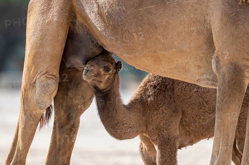Dromedary (Camelus dromedarius), camel, young animal with mother, Oman