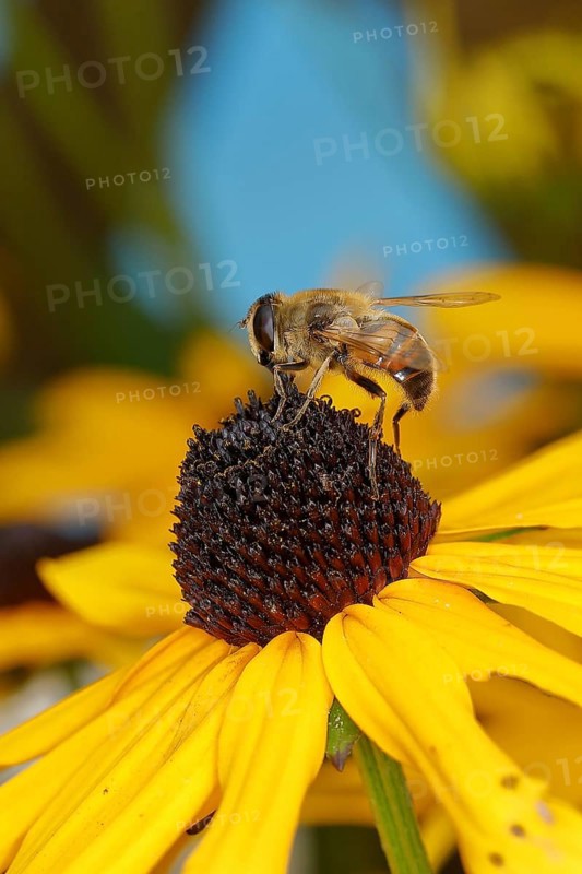 Dronefly (Eristalis tenax) on yellow coneflower (Echinacea paradoxa), Wilden, North Rhine-Westphalia, Germany