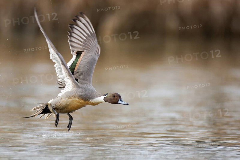 Northern Pintail (Anas acuta) male flying, British Columbia, Canada