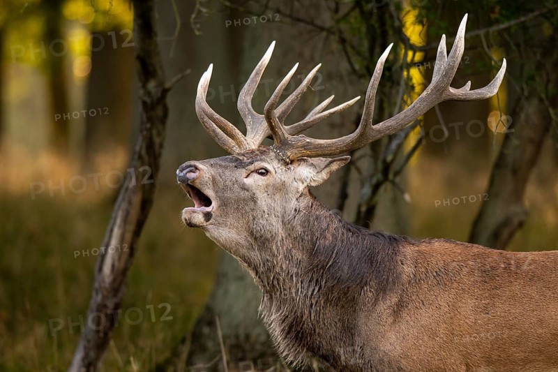 Red deer (Cervus elaphus) in rut, roaring, hunting, Klamptenborg, Copenhagen, Denmark