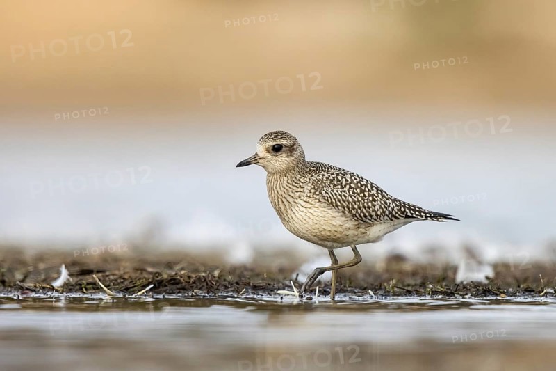 Grey Plover (Pluvialis squatarola), North-Rhine Westphalia, Germany