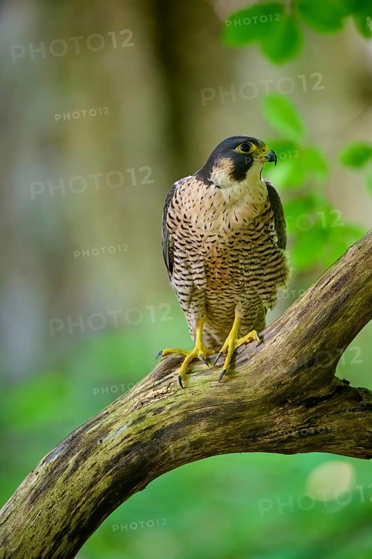 Peregrine Falcon (Falco peregrinus), adult sitting on branch in forest, Bohemian Forest, Czech Republic