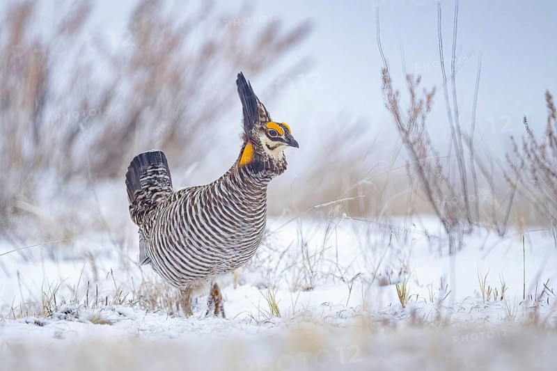 Greater Prairie Chicken (Tympanuchus cupido) male, Colorado, USA