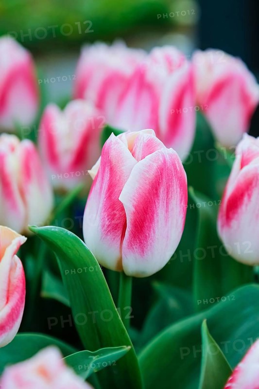 Gönningen tulip blossom, tulips (Tulipa), flowers, white, red, two-coloured blossoms, spring bloomers, bulbous flower genus, old tradition, custom, custom, tulip show, Tulip Sunday at the foot of the Swabian Alb, Gönningen, Reutlingen district, Baden-Württemberg, Germany
