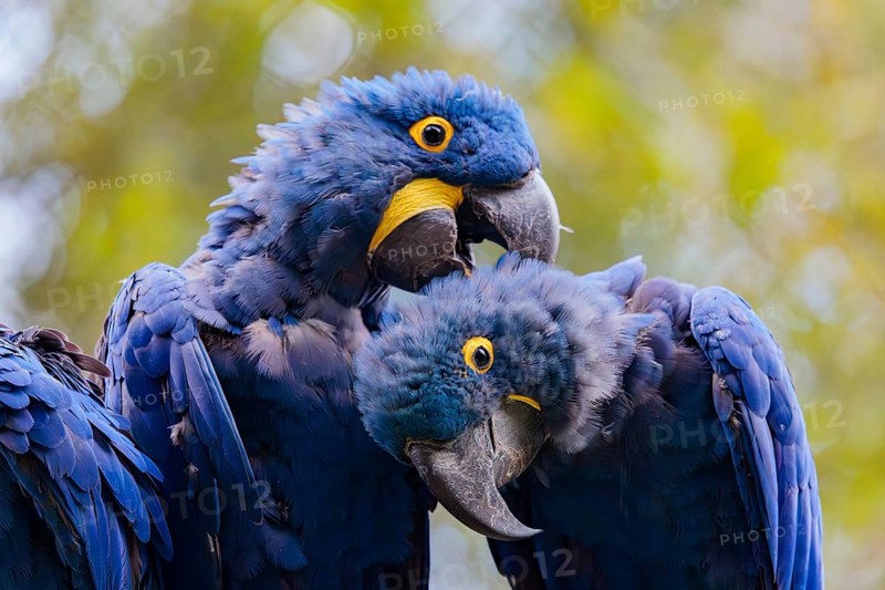 Two hyacinth macaws (Anodorhynchus hyacinthinus) sit on a dead branch at the edge of the forest and groom each other. Central and eastern South America