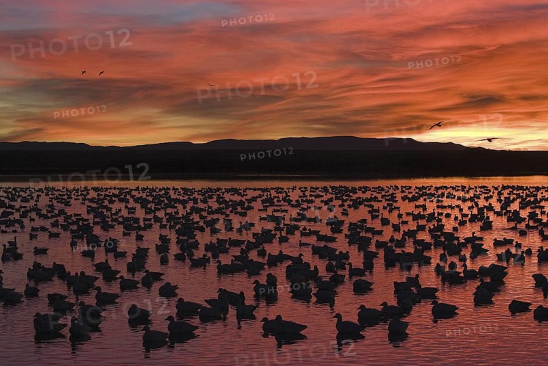 Snow Goose (Anser caerulescens), New Mexico, USA