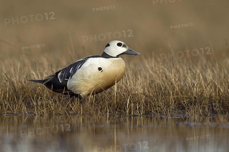 Steller's Eider (Polysticta stelleri) male, Alaska, USA