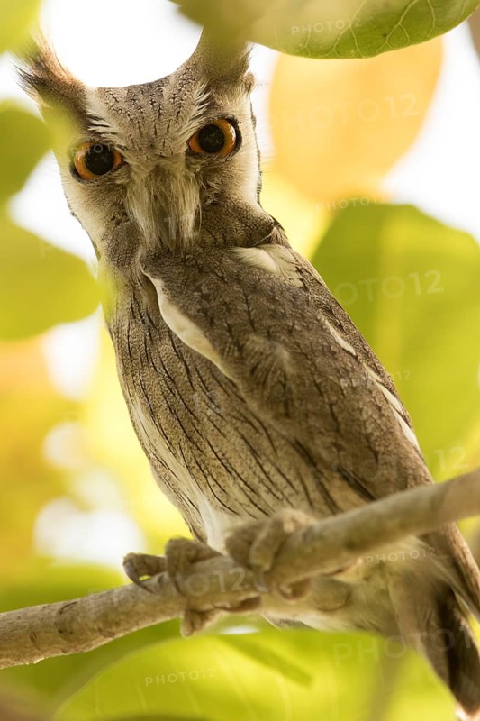 Northern White-faced Owl (Ptilopsis leucotis), Gambia
