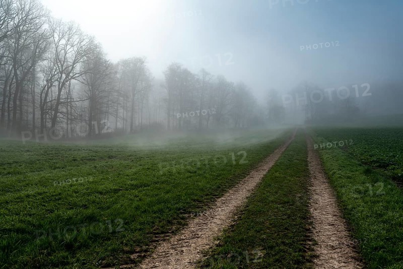 A foggy morning at the edge of a forest with a dirt track leading into the distance, Weserbergland, Lower Saxony, Germany