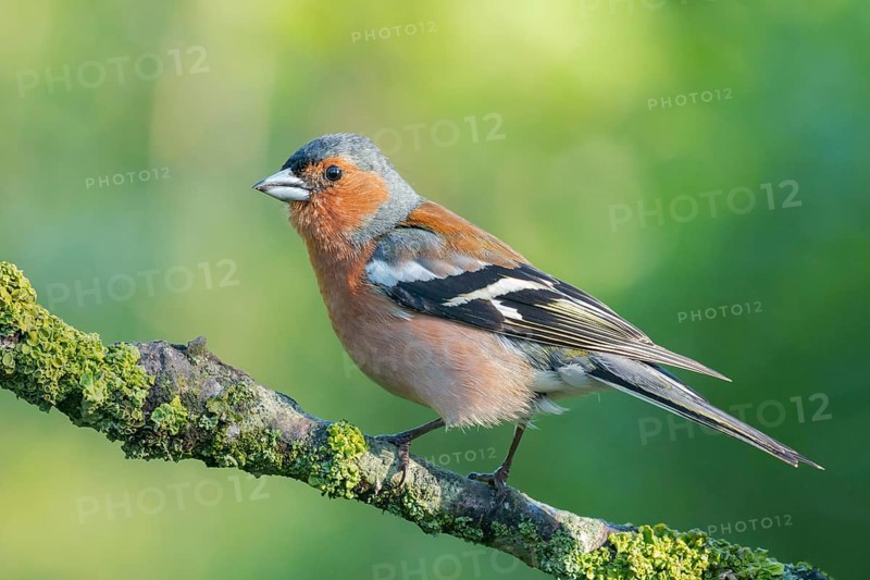Common Chaffinch (Fringilla coelebs) male perched on a branch, Lower Saxony, Germany