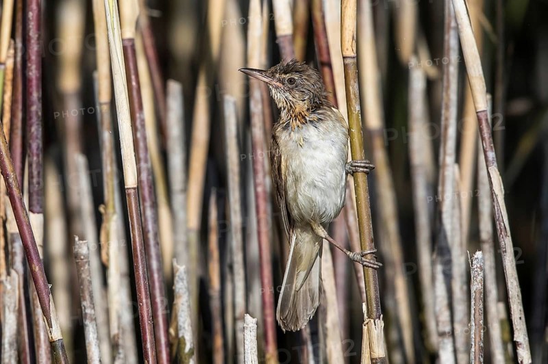 Great Reed Warbler (Acrocephalus arundinaceus) juvenile perched in reedbed, Mecklenburg-Western Pomerania, Germany