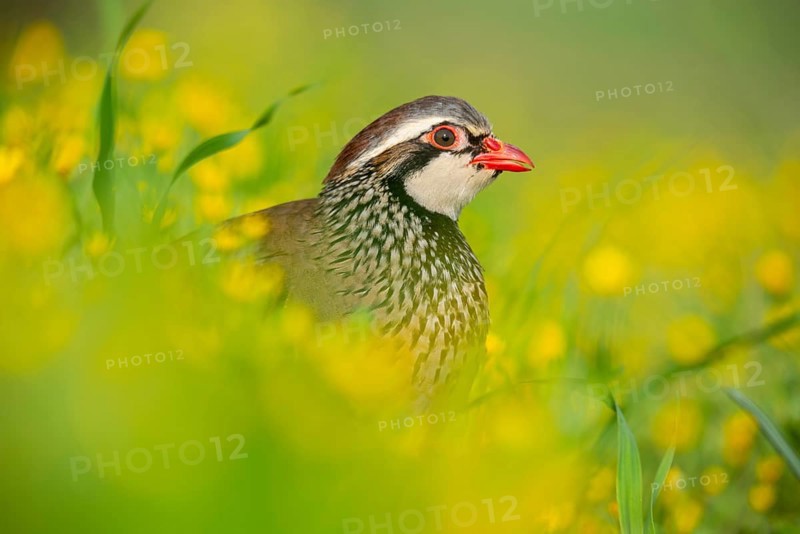 A close-up of a red-legged partridge nestled among vibrant yellow flowers The bird's striking red beak and eye stand out, surrounded by lush greenery