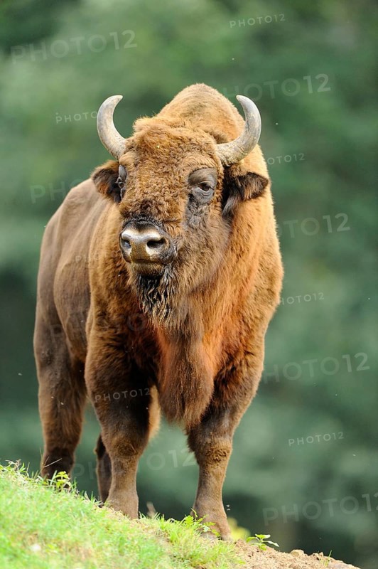 A bison stands in a meadow in front of a blurred forest background, bison (Bos bonasus), Germany