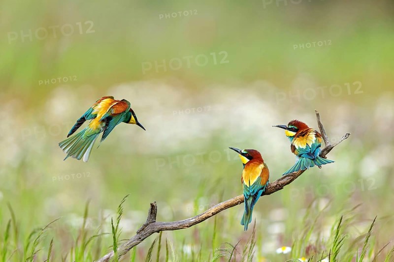 Bee-eater, (Merops apiaster), three animals, perch, Tiszaalpár, Kiskunsági National Park, Bács-Kiskun, Hungary