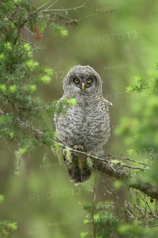 Great Grey Owl (Strix nebulosa) juvenile perched on a branch, British Columbia, Canada
