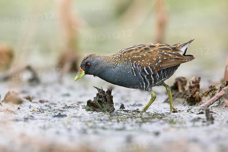 Australian Crake (Porzana fluminea) foraging, Victoria, Australia