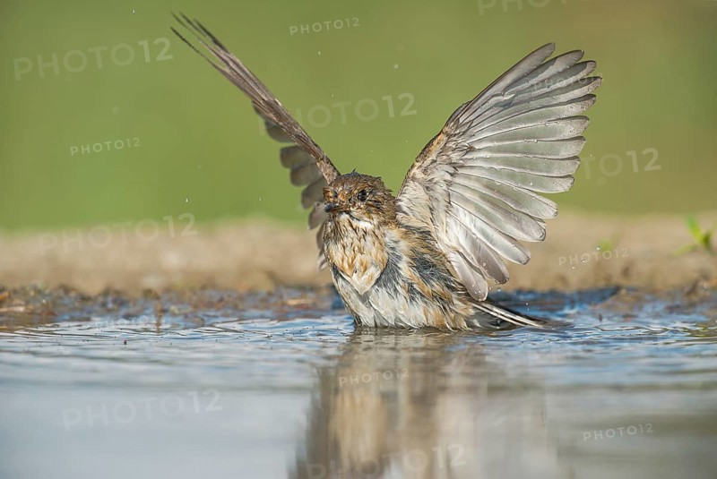 European Pied Flycatcher (Ficedula hypoleuca) bathing in a waterhole, Aosta Valley, Italy