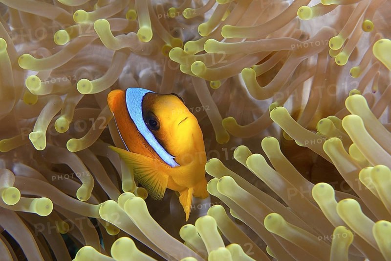 Red sea anemonefish (Amphiprion bicinctus)