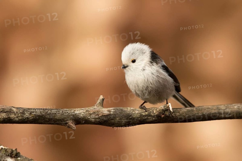 Long-tailed Tit (Aegithalos caudatus) perched on a branch, Bavaria, Germany