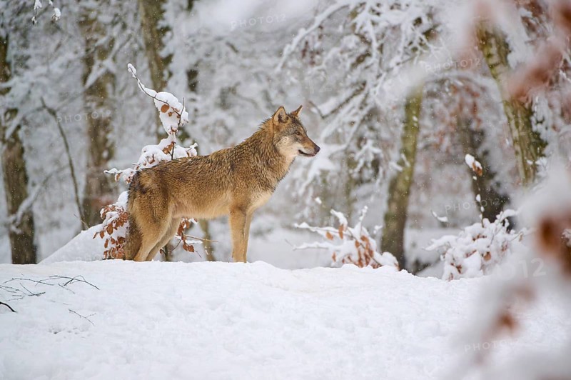 A wolf lying in the snow looking attentively into the distance, Winter, Wolf (Canis lupus), Germany