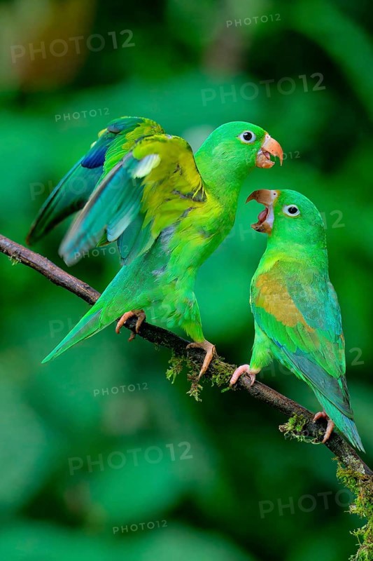 Two Orange-chinned Parakeets (Brotogeris jugularis) quarreling, Costa Rica