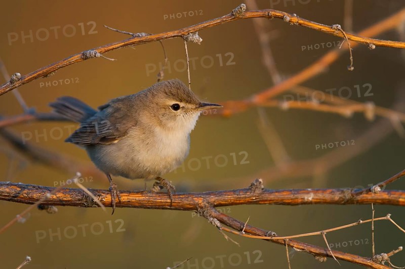 Syke's Warbler - Steppenspötter - Iduna rama, Kazakhstan