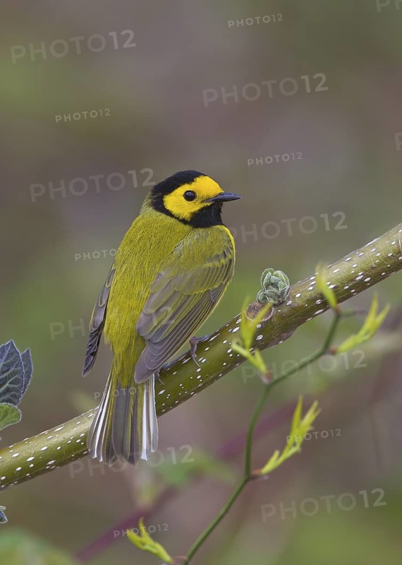 Hooded Warbler, male