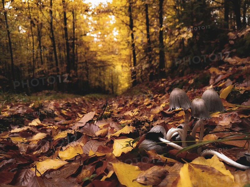 Autumn forest with colourful leaves and a few mushrooms, gypsophila (Coprinellus micaceus) on the edge of the path in soft light, romantic light, Franconian Forest nature park Park