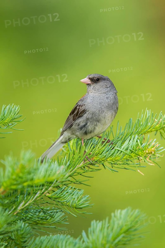 Dark-eyed Junco Junco hyemalis east of Beaver, Utah, United States 4 July Adult singing. Emberizidae Grey-headed race